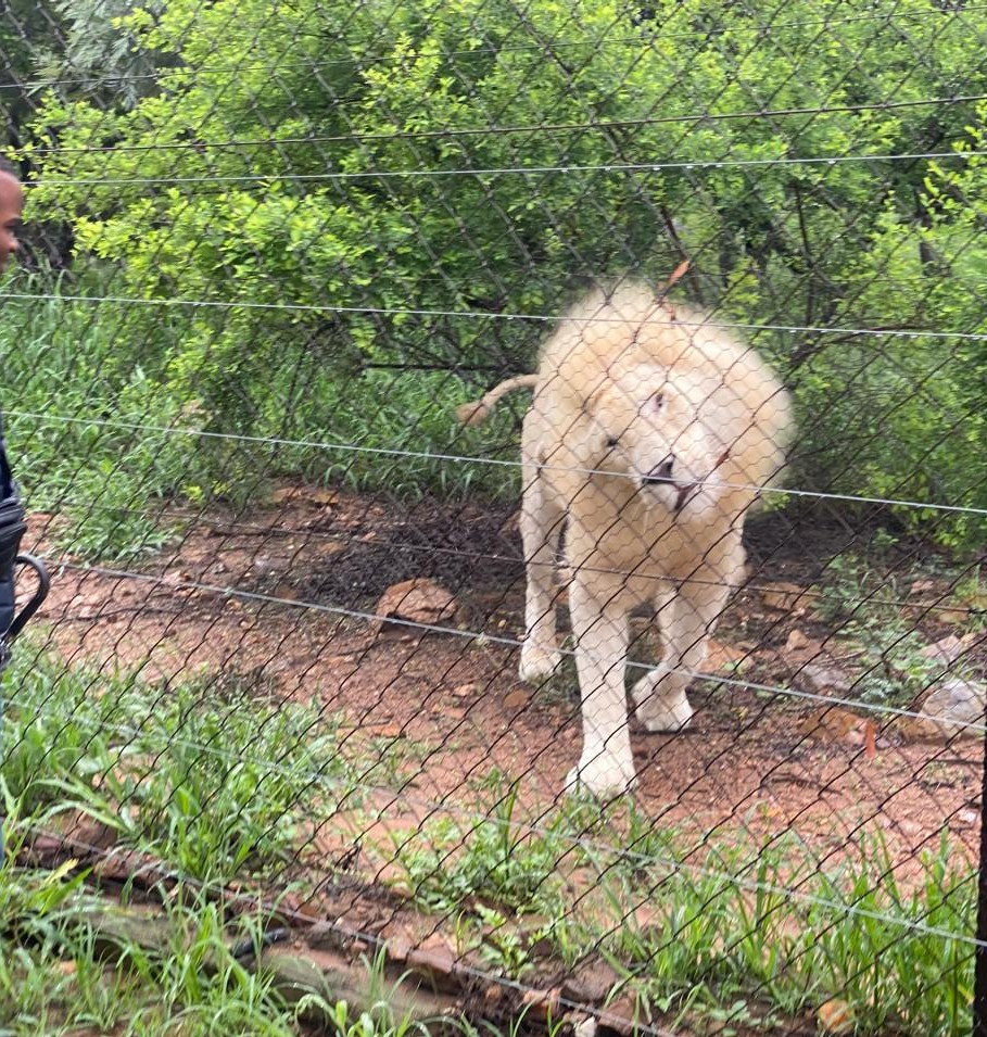 Safari Lion