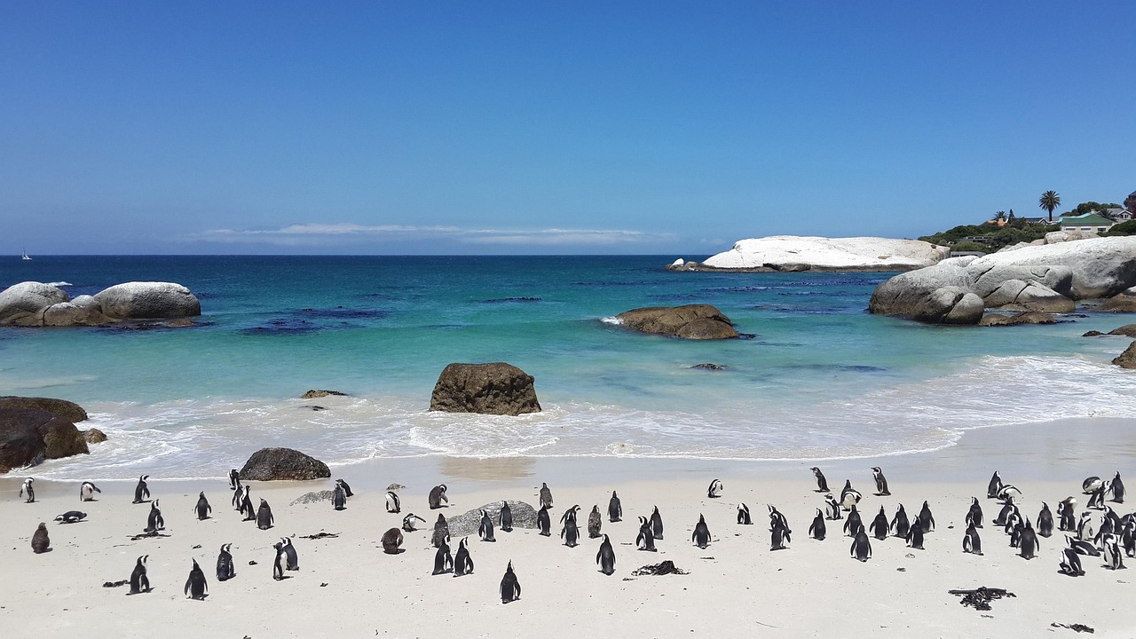 Cape Town Penguins